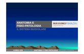 ANATOMIA E FISIO-PATOLOGIA - Massimo Franzin · 2013. 5. 8. · corso oss disciplina: anatomia e fisio-patologia massimo franzin la contrazione muscolare durante la contrazione muscolare