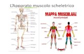 L’Apparato muscolo scheletrico · 2017. 11. 23. · LE OSSA Le ossa lunghe sono il femore, la tibia e il perone per gli arti inferiori; l'omero, il radio e l'ulna per gli arti superiori.