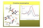 Cinetica enzimatica · Molti enzimi necessitano di componenti chimici addizionali detti cofattori I cofattori possono essere ioni inorganici (Fe 2+, Mg 2+, Zn 2+) coenzimi (molecole