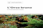 L’Orso bruno - Regione Autonoma Friuli Venezia Giulia · 2019. 3. 25. · Monte Cocusso, dove si rilevano alcune orme e successivamente si avvista un esemplare a Lipica. Tre anni