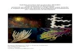 Habitat prioritari del protocollo SPA/BIO (Convenzione di ... › 2013 › 10 › habitat-prioritari.pdfIl corallo rosso ha un ac-crescimento lentissimo (1 mm di diametro all’anno)