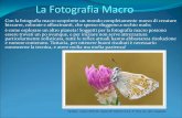 La Fotografia Macro · 2018. 3. 24. · La lunghezza focale è molto importante. Gli obbiettivi macro attualmente presenti sul mercato vanno da 50 a 200mm di focale; anche se tanto