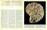 L'estinzione delle ammoniti - Katawebdownload.kataweb.it/mediaweb/pdf/espresso/scienze/1983...fossilizzazione hanno prodotto l'effetto di stratificazione. L'esemplare è un membro