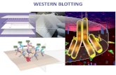 WESTERN BLOTTING - Unife · 2019. 4. 11. · Variazioni del Western Blotting Trasferimento con nuovi sistemi per aumentare sensibilità e ridurre i tempi di lavoro. Sistemi per velocizzare
