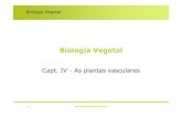 Biologia Vegetal - FCULmaloucao/Aula 13BV.pdfFilo Classifica o actual (2001) Homo/Heteros Folhas Estela Espor ngios Rhyniophyta Zosterophyllophyta Trimerophyta Lycophyta Psilophyta