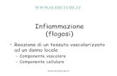 Infiammazione (flogosi)sdc858063671d84c6.jimcontent.com/download/version... · 2011. 12. 20. · Flogosi granulomatose •Infiammazioni croniche •Predominano i macrofagi sotto stimolazione