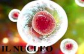 Il nucleo Nucleo... · 2020. 11. 3. · nucleo e la maggior parte del DNA si trova nella parte centrale della cellula. I procarioti non hanno nucleo, ma una zona detta nucleoide ove