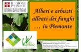 Alberi e arbusti alleati dei funghi … in Piemonte...Alberi e arbusti alleati dei funghi commestibili Quercus pubescens La roverella è una quercia diffusa in pianura e in montagna