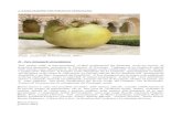 ASSOCIAZIONE FRUTTETO DI VEZZOLANO Armanachda ins/versione...Catalogo fotografico e descrizione analitica delle varietà di meli presenti nel Frutteto della Canonica 4Coltivare le