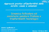 Dinamica follicolare ed ovulatoria: pensiero Italiano e … · 2011. 4. 26. · Vigo et al., 14°IPVS 1996 -Bologna Dinamica follicolare Le prime esperienze di ecografia trans rettale