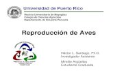 Recinto Universitario de Mayagüez Colegio de Ciencias Agrícolas … Reproduction.pdf · 2006. 8. 2. · Universidad de Puerto Rico Recinto Universitario de Mayagüez Colegio de