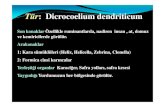 : Dicrocoelium dendriticum · 2018. 1. 31. · (Melania, Oncomelania) 2. Tatlsu balkl ar (Alabalk, Kefal, Sazan) Created Date: 1/31/2018 12:03:28 PM ...
