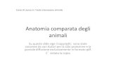 Anatomia comparata degli animali...Corso di Laurea in Tutela e Benessere Animale Corso monodisciplinare di Anatomia Comparata degli Animali Unità 2.1 Apparato locomotore Dyce et al.-