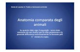Anatomia comparata degli animali · 2016. 5. 3. · Anatomia comparata degli animali Su queste slide vige il copyrigth: sono state concesse da vari Autori per la sola proiezione e