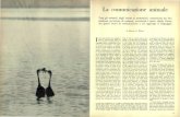 La comunicazione animale - Katawebdownload.kataweb.it/mediaweb/pdf/espresso/scienze/1973...La danza del pinguino fu studiata da Julien Huxley nel 1914 osservan-do dei colimbi europei.