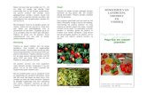 Brochure paprika en peper - gov.srlvv.gov.sr/media/1059/brochure-paprika-en-peper.pdf · 2019. 5. 25. · Paprika en peper (Capsicum frutescens en. Capsicum aannum) Paprika staat