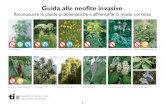 Guida alle neofite invasive - Ticino · 2016. 8. 3. · Guida alle neofite invasive Riconoscere le piante problematiche e affrontarle in modo corretto Ambrosia pag. 8 Panace di Mantegazzi