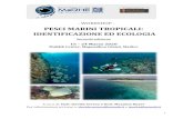 PESCI MARINI TROPICALI: IDENTIFICAZIONE ED ECOLOGIA · 2019. 11. 11. · pesci, con una varietà di forme, colori e comportamenti che rispecchiano l’estrema comples-sità dell’ecosistema