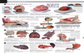 ORGANI SENSORIALI: OCCHI ED ORECCHIE...e temporali, i lobi parietali e frontali, il cervelletto, il • 40010 MODELLO TESTA SCOMPONIBILE tronco encefalitico e l’arteria basilare