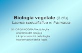 Biologia vegetale (3 cfu) Laurea specialistica in Farmacia · PDF file 2009. 1. 13. · Biologia vegetale (3 cfu) Laurea specialistica in Farmacia 20. ORGANOGRAFIA: la foglia anatomia