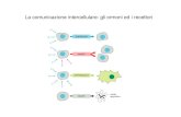 La comunicazione intercellulare: gli ormoni ed i recettori chimici potenza.pdf · DUE TIPI DI RECETTORI. Acetilcolina (nicotinici) ATP/UTP (P2X) Glutammico/Aspartico Serotonina (5HT3)