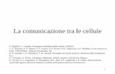 La comunicazione tra le cellule · tipi di recettore. Nicholls et al. From neuron to brain. 8 Schema del ciclo dei principali processi biochimici che coinvolgono una tipica molecola