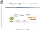 Dal gene alla proteina e …viceversa - DST Unisanniodstunisannio.it/sites/default/files/2020-03/Lezione 12.pdf · 2020. 3. 11. · Dal gene alla proteina e …viceversa ! li-i. Legame