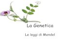 Le leggi di Mendel · 2020. 3. 1. · La Genetica Mendel, una volta che si fu assicurato di aver piante pure per un determinato carattere iniziò la fecondazione incrociata: ad esempio,