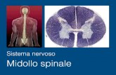 Sistema nervoso Midollo spinale - unige.it · 2016. 11. 17. · Il midollo spinale di un adulto è in media lungo circa 42-45 cm, il diametro, nel punto più largo, è di circa 1