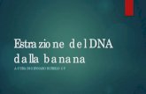 Estrazione del DNA dalla banana - Nino Bixio · Estrazione del DNA dalla banana . A CURA DI GENNARO RUSIELLO 2 F . 1a Fase . prepariamo l’acqua in un becher e mettiamo l’acqua