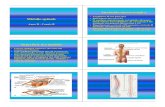 Superficie del midollounimegroup.it/.../anatomia-umana/micromidollo.pdfMidollo spinale Anno II - Canale B Anatomia macroscopica • Lunghezza 45 cm, peso 30 g • Dall’atlante sino