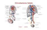 ULLIO 06 - Cardio-circolatorio - anatomia e fisiologia 4 · Circolazione fetale placenta vena ombelicale fegato dotto venoso Aranzio cava inf. atrio dx atrio sx ventr. sx aorta corpo