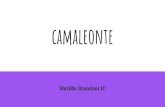 camaleonte - Istituto Comprensivo Statale Masaccio · 2020. 6. 8. · caratteristica dei camaleonti di questa zona. Si tratta di esemplari di taglia media ,che possono arrivare a