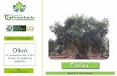 Olivo - Giornate Fitopatologiche · Olivo Punteruolo dell’olivo (Rhynchites cribripennis) Diffuso nella zona di Fasano, dove causa anche danni rilevanti su Leccino, Ogliarola e
