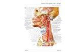 Lezione 23 Vascolarizzazione testa.ppt [modalità compatibilità] · 2019. 5. 16. · oftalmica Arteria sopratrocleare Arteria meningea media Arterie temporali profonde . Ghiandola