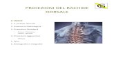 5 Proiezioni del Rachide Dorsale - TSRM · 2020. 5. 18. · Quale affermazione riguardante le vertebre dorsali è vera: 1. I fori intervertebrali sono presenti solo per le prime dieci