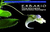 ERBARIO - WordPress.com · 2021. 3. 24. · Immagini di piante Realizzare immagini di piante comporta problemi comuni indipendentemente dal fatto che il risultato sia costituito da