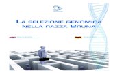La seLezione genomica neLLa razza BrunaLa Bruna è, quindi, la prima razza a livello mondiale che si organiz-za per un progetto comune in-ternazionale sulla genomica. A volte, essere