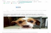 rifugi zampe. L’appello: non comprate ma adottate da canili e ......28/8/2019 Giornata mondiale del cane: tutti pazzi per i cani | Cagliari - V istanet  ...