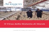 Il Virus della Malattia di Marek - Aviagen | Aviagen