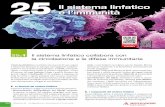 25e l’immunità Il sistema linfatico