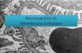 Permeabilità Di Membrana Cellulare