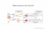 Maturazione dei linfociti - Didattica WEB