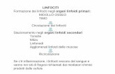 LINFOCITI Formazione dei linfociti negli organi linfoidi ...