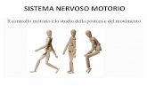 SISTEMA NERVOSO MOTORIO - e-Learning