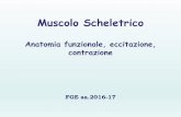 Muscolo Scheletrico Prof. Carlo Capelli