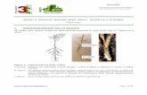 1 - Radici e sistema radicale degli alberi Atger