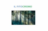 IL FITO CROMO - didattica-2000.archived.uniroma2.it