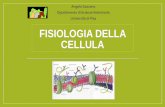Fisiologia della cellula - unipi.it