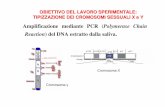Amplificazione mediante PCR ( Polymerase Chain Reaction ...